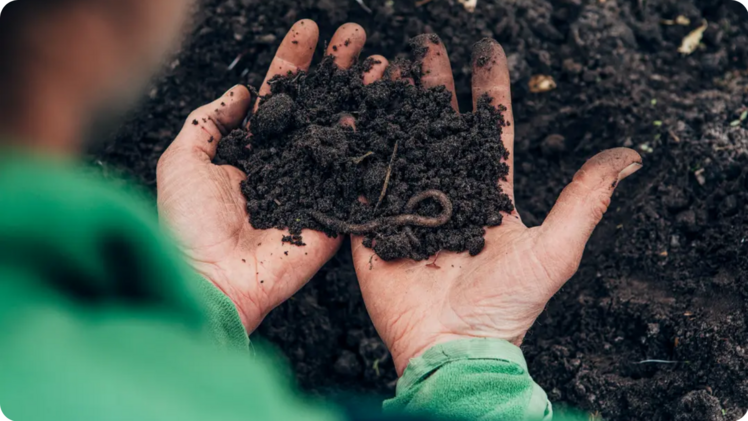 Generell muss wieder mehr Humus aufgebaut und erhalten werden. Bild: Bioland / Sonja Herpich.