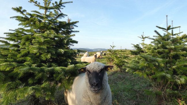 Bei Konrad Schulte-Göbel weiden Shropshire-Schafe zwischen den Tannen. Bild: Weihnachtsbaumhof Schulte-Göbel.