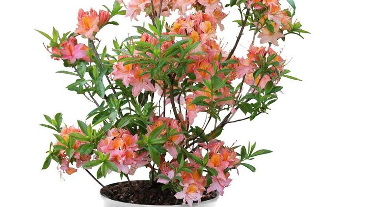 Bei Gerstenkorn duftet es zur Oldenburger Vielfalt mit Smellwell. Bild: Gerstenkorn.