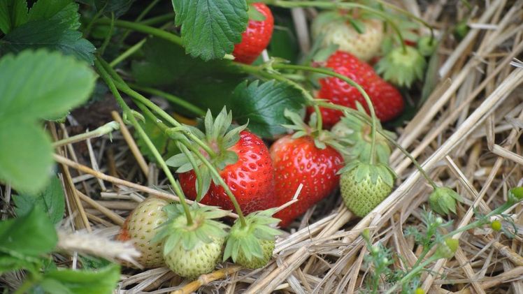 Die Landwirtschaftskammer Niedersachsen rechnet für Anfang Juni mit dem Start der Erdbeerernte im Freiland. Bild: Koschnick/Landwirtschaftskammer Niedersachsen.