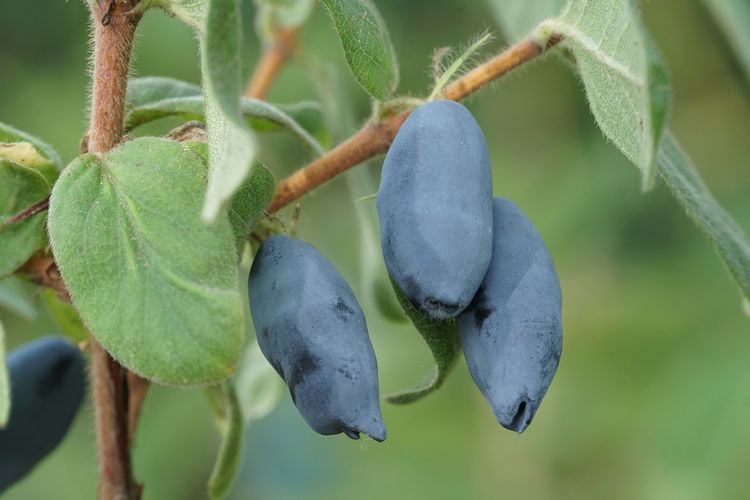 Bei den Maibeeren geht mit neuen, selbstfruchtbaren Sorten ein großer Qualitätssprung einher. Bild: Lubera.