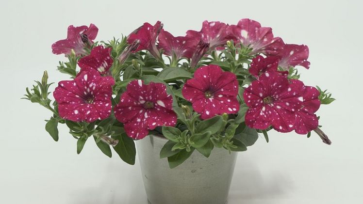 Die Petunie 'Cherry Sky' ergänzt Selectas SKYfamily. Bild: Selecta one.