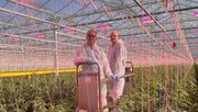 Thanet Earth nutzt intelligente Philips-LED-Belichtung, um während des gesamten britischen Winters Gurken und Tomaten anzubauen. Bild: Signify.