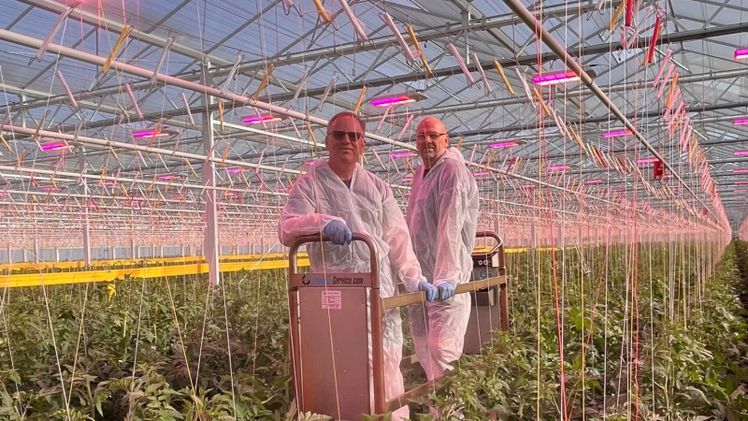 Thanet Earth nutzt intelligente Philips-LED-Belichtung, um während des gesamten britischen Winters Gurken und Tomaten anzubauen. Bild: Signify.