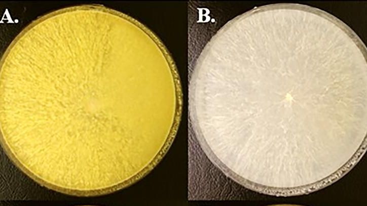 Die Unterdrückung der Auxinproduktion führte zu einer stark reduzierten Sporenbildung des Pilzes (im Bild: B./oben rechts). Bild: Prof. Frank Kempken / Puspendu Sardar