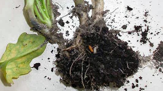 Kohlfliege an Kohlgemüse. Bild: Eva Große-Wietfeld, LWK NRW.