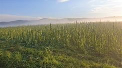 Verwüstetes Maisfeld im LK Cham. Bild: VEREINIGTE HAGEL.