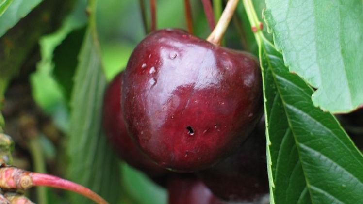 Schaden durch die Kirschessigfliege. Bild: Bauern- und Winzerverband Rheinland-Pfalz Süd e.V.