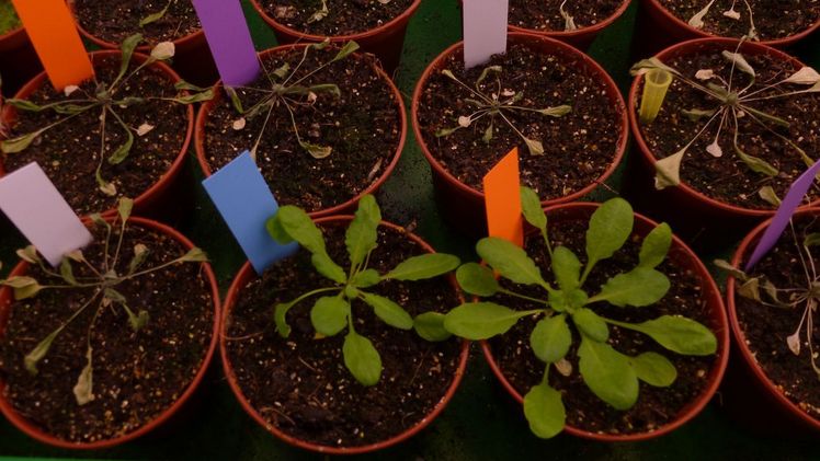 Bei Trockenheit verstärkt das Protein SERRATE in Pflanzen wie der Ackerschmalwand (Arabidopsis thaliana) das Ablesen der Gene, die die Pflanze unter Stress benötigt. Bild: Sascha Laubinger/ Universität Oldenburg.