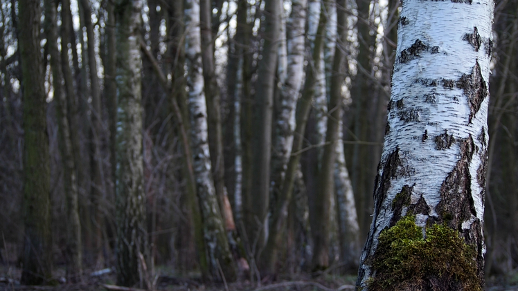 Birken als Bodenreiniger für Mikroplastik. Bild: Kat Austen.Birken als Bodenreiniger für Mikroplastik. Bild: Kat Austen.