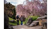 Das ferne Japan erobert am 3. Mai 2026 für einen Tag den Fels- und Wassergarten und die Parkbühne mit einem Programm voller japanischer Lebenskultur und Kunst. Bild: © Jacob Schröter.