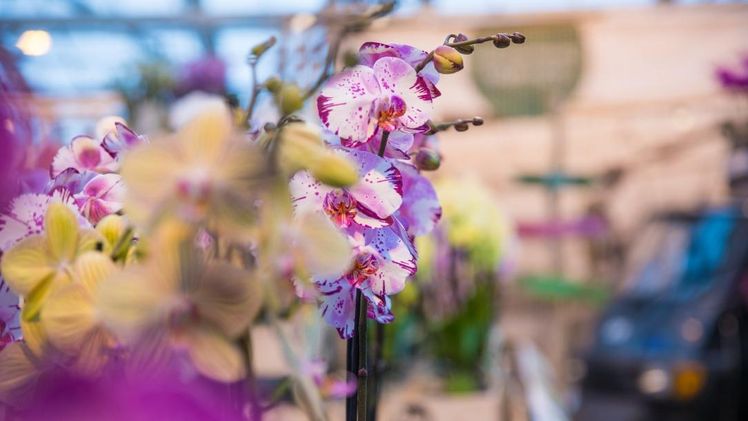 Die diesjährige Ausgabe der Orchid Inspiration Days wurde abgesagt. Bild: Orchid Inspiration Days. 