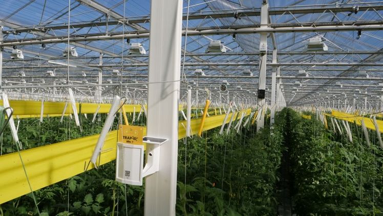 Lans setzt Trap-Eye™ zum Schutz von 88 Hektar Premiumtomaten ein. Bild: Biobest.