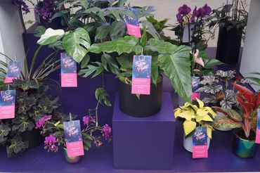 Future Plants by Waterdrinker in Aalsmeer. Bild: GABOT.