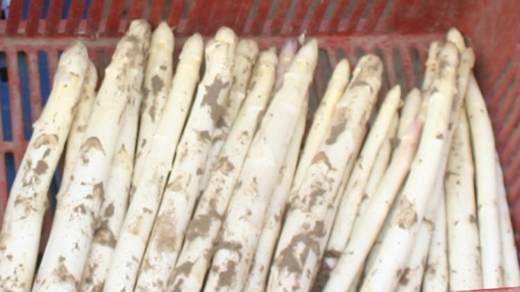 Saisoneröffnung für "Nienburger Spargel". Bild: GABOT.