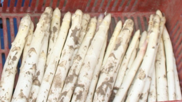 In Bayern wurde in dieser Saison weniger Spargel geerntet. Bild: GABOT.