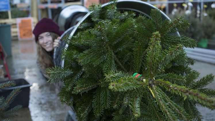 Immer mehr Verbraucherinnen und Verbraucher kaufen ihren Weihnachtsbaum schon zu Beginn der Adventszeit. Bild: Nordmann Info Zentrum.