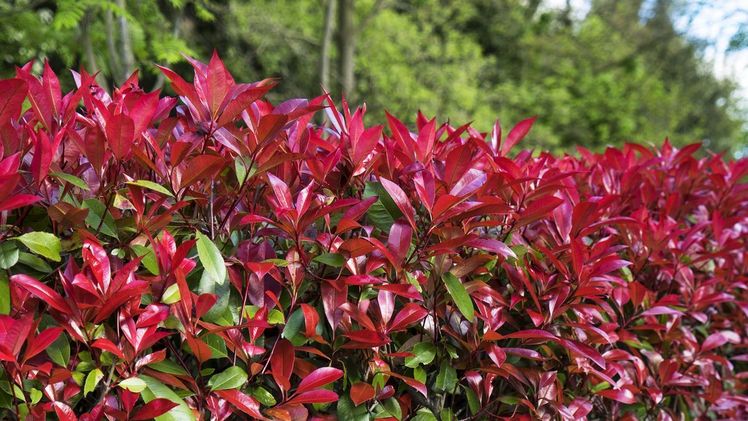 Die neuen Benzin-Motorsensen von solo by AL-KO. Bild: AL-KO Gardentech.