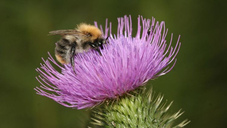 Das Aktionsprogramm Insektenschutz der Bundesregierung ist ein wichtiger Schritt in die richtige Richtung. Bild: NABU Helge May.