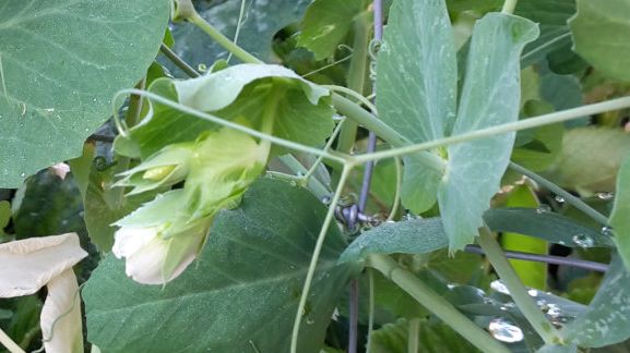Leguminosen verbessern die Biodiversität, geht aus der Antwort der Bundesregierung hervor. Bild: GABOT.