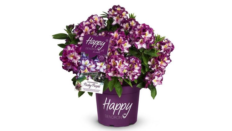 HAPPYdendron® Pushy Purple von INKARHO®. Bild: HAPPYdendron®.