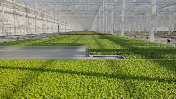 Nachhaltig, innovativ und länger haltbar: REWE Group setzt mit Pflücksalaten neuen Standard im Hydroponik-Anbau. Bild: REWE Group.