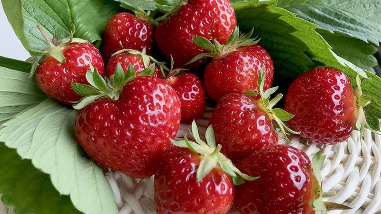 Herziger Genuss: Die Erdbeere 'Renaissance'. Bild: Häberli Fruchtpflanzen GmbH.