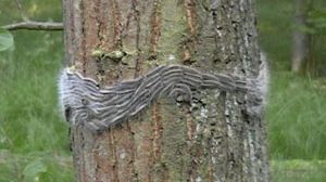 In Brandenburg wird der Eichenprozessionsspinner bekämpft. Bildquelle: LGL. 