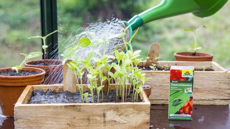Neues Gießmittel gegen Trauermücken. Bild: Neudorff.  Neues Gießmittel gegen Trauermücken. Bild: Neudorff.