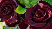Üppige Blütenpracht der Rosa 'Paint It Black'. Bild: Heinje.