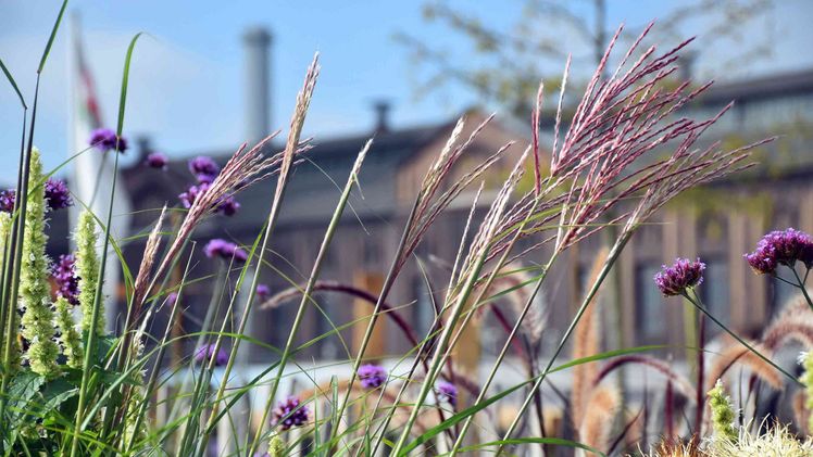 Vor der schönen Zechenkulisse steht das Pennisetum (Lampenputzergras). Bild: Lisa Sommer, Landesgartenschau Kamp-Lintfort 2020 gGmbH.