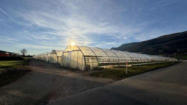 Vor 50 Jahren galt Gemüse aus Gewächshäusern und Tunneln noch als gewerblich-industrielles Produkt. Bild: Renate Hodel, lid.