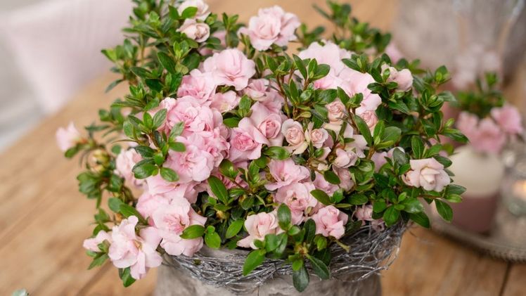 Die Blüten von 'Rosalea' erinnern stark an Rosenblüten. Bild: Hellwig.