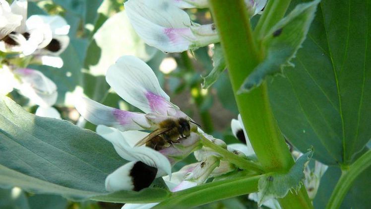 Honigbienen sind Nektarräuber. Bild: Birgit Marzinzig