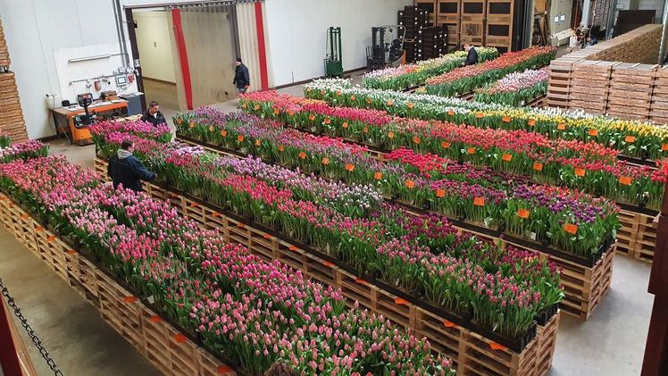 Die sechste Ausgabe des Tulip Trade Event wird nicht nächstes Jahr, sondern im Jahr darauf - vom 13. bis zum 15. März 2024 - stattfinden. Bild: Tulip Trade Event.