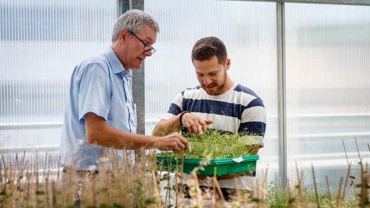 Prof. Ivo Feußner lässt sich den Wachstumsstand der Pflanzen von Dmitrij Rekhter zeigen. Bild: Philipp Niemeyer.