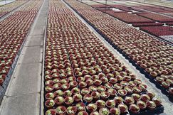 Die Produktion von Outdoor-Sukkulenten bei Belgicactus. Bild: GABOT. Die Produktion von Outdoor-Sukkulenten bei Belgicactus. Bild: GABOT.