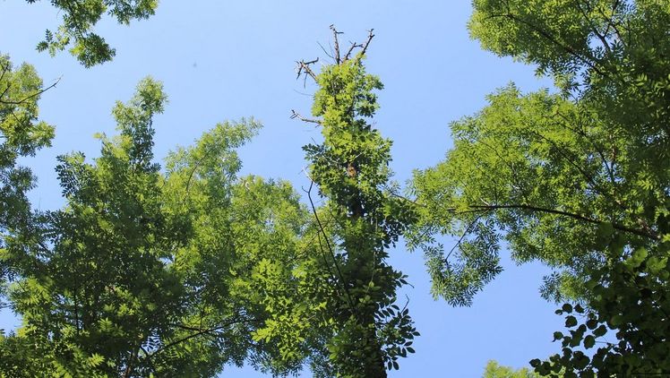 Bäume, die vom Eschentriebsterben befallen sind, zeigen zunächst welke und verfärbte Blätter und Triebe, die Kronen werden kahl. Bild: Tönnies/upd.