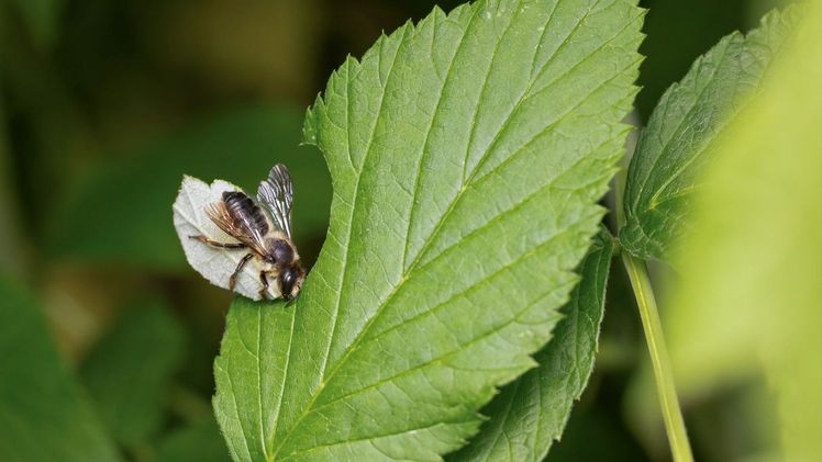Megachile genalis holt sich Blattstück von Rubus. Bild: Stephanie Rübenach.