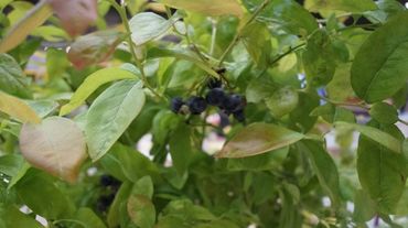 Silber für Vaccinium corymbosum Yello! Berryblue®. Bild: GABOT.