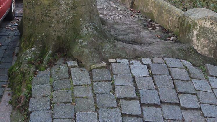 Wer haftet bei Unfällen und Schäden durch Baumwurzeln? Diese und viele weitere Fragen werden bei den Deutschen Baumpflegetagen 2025 in Augsburg geklärt. Foto: Deutsche Baumpflegetage/Amtage.