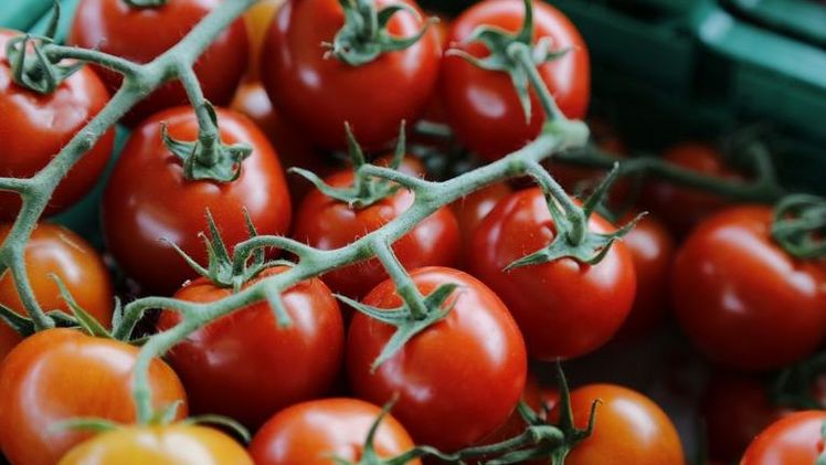 Cherry-Tomaten sind in der Schweiz beliebter Snack für zwischendurch. Bild: ji.