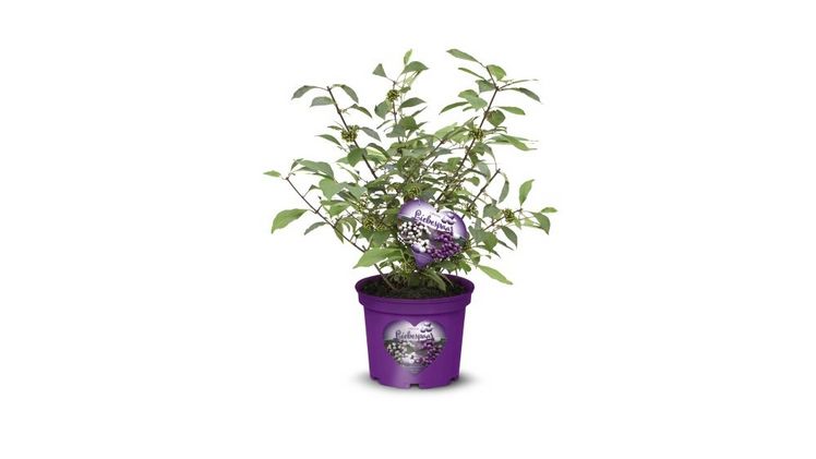 Ein besonderes Konzept stellt die Callicarpa 'Liebespaar' dar. Bild: Hellwig Pflanzen.