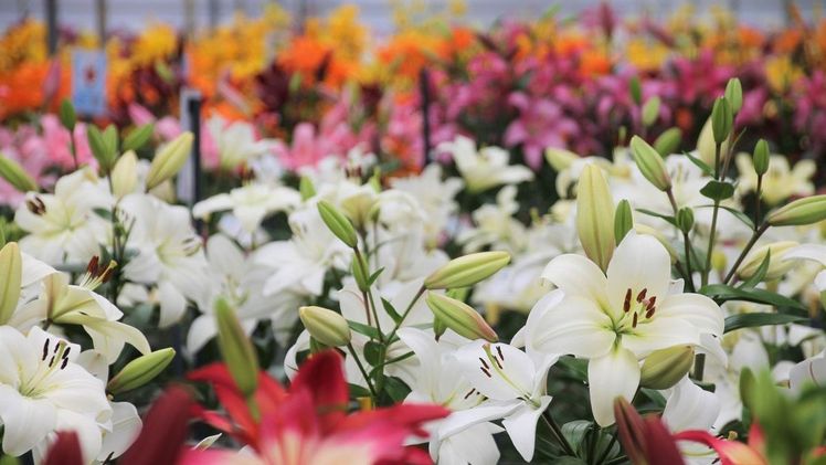 Zwischen dem 7. und 10. Juni blühen mehr als 500 verschiedene Liliensorten fast gleichzeitig. Bild: Dutch Lily Days.