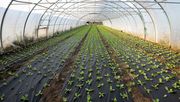 Obst- und Gemüsebau im Klimawandel. Bild: © MLR BW / Jan Potente.