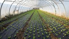 Obst- und Gemüsebau im Klimawandel. Bild: © MLR BW / Jan Potente.