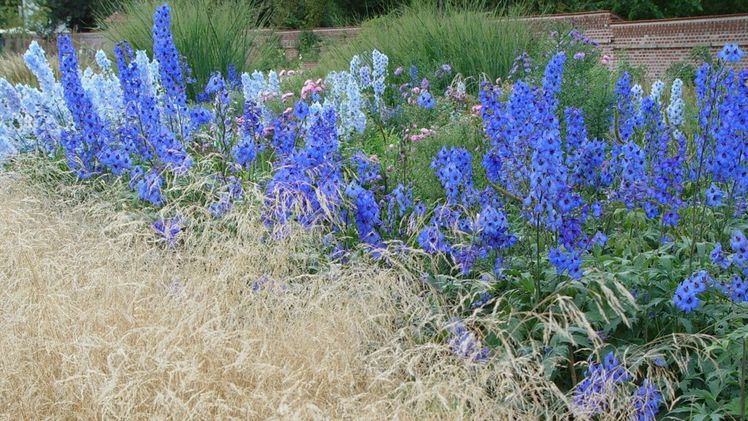 Gräser können auch sehr anmutig in Drifte angeordnet werden. Mit weichhalmigen Gräsern entsteht so ein sanft fließender Effekt im Garten. Bild: BGL.
