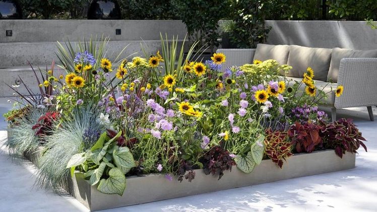 Mit den richtigen blühenden Pflanzen auf dem Balkon, der Terrasse oder im Garten, können wir Bienen helfen, ausreichend Nahrung zu finden. Bild: Pflanzenfreude.de. 