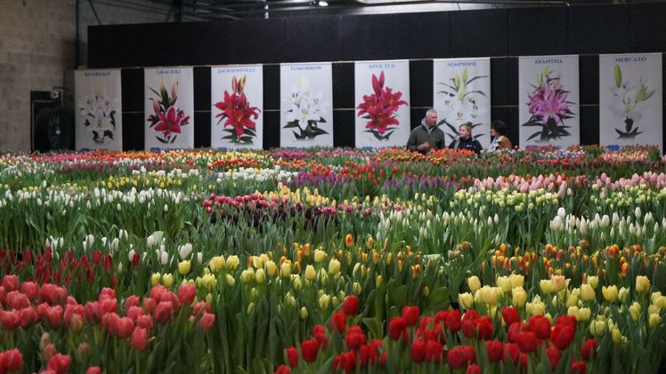 Impression vom Tulip Trade Event 2024. Bild: GABOT.