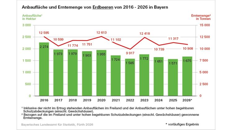 Anbaufläche und Erntemenge von Erdbeeren von 2016 bis 2026. Grafik: © Bayerisches Landesamt für Statistik.